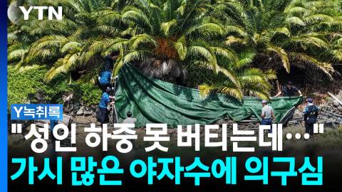 "매달리기 어려운 야자수"…배제된 '타살 가능성'에 의구심 [Y녹취록]