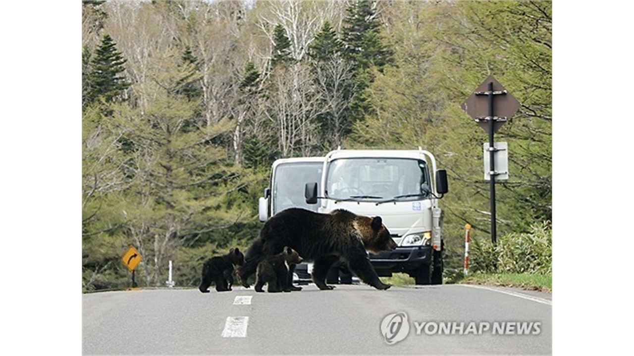 일본, 곰 습격 골머리...포획·감시에 2,300억 원 투입