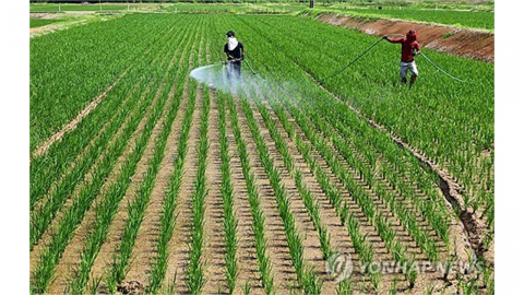 '레이와 쌀파동' 일본, 올해는 쌀 남아돌아..."비축미 재매입"
