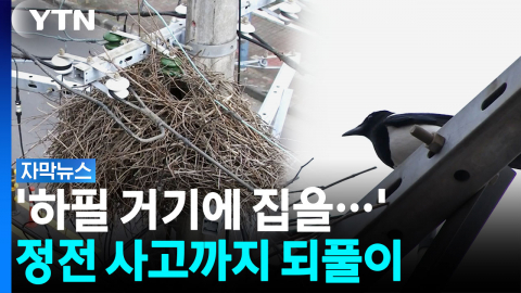전신주 둥지에 정전 피해까지...대책은 둥지 철거 뿐? [자막뉴스]