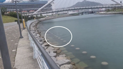부산항 공원 수로에 이틀째 상어 출몰…주말 나들이객 주의!