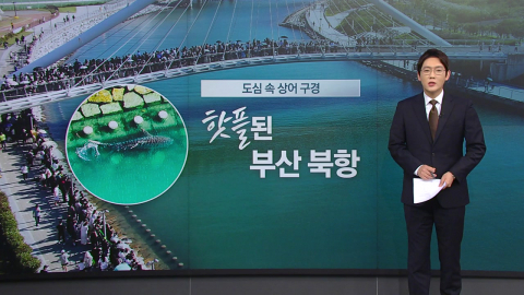 상어보러 우르르…'핫플'된 부산 북항 [앵커리포트]