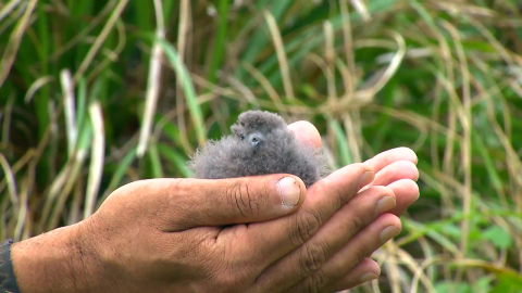 인간이 퍼뜨린 재앙…날지 못하는 무인도 바다제비