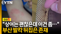 부산에서 하루빨리 사라지길... (부캉이 얘기 아님) [이슈톺]