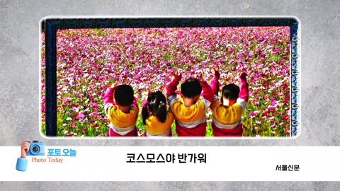 [포토오늘] 코스모스야 반가워