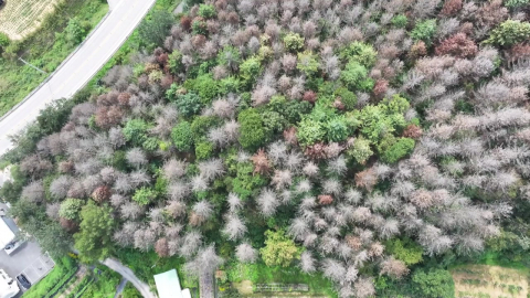 말라죽은 소나무 숲…산사태·산불 '시한폭탄'