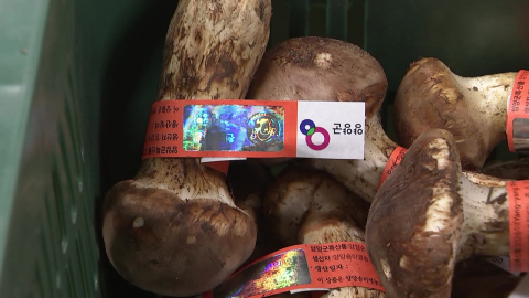 가을 가뭄에 송이 수확량 뚝…kg당 162만 원 역대 최고가