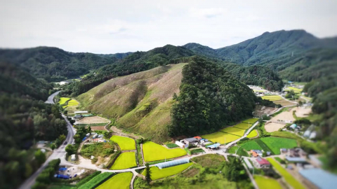 전국 확산 '재선충병'…수종 전환·목재 활용 시급