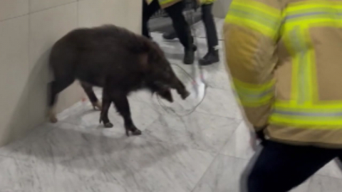 도심 출몰 위험 멧돼지, 인공지능이 찾아낸다