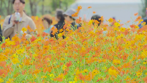 성큼 다가온 가을…형형색색 '가을꽃 나들이'