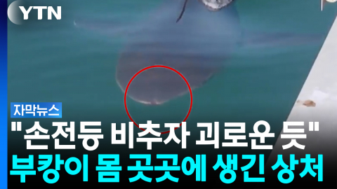 "괴로운 듯 몸 비틀었다"...부캉이에게 무슨 일이? [자막뉴스]