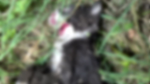 길고양이 잇따라 숨져.."경찰 수사 촉구"