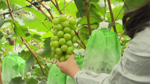 심사만 3차례...우수 샤인머스캣 농가 선발법