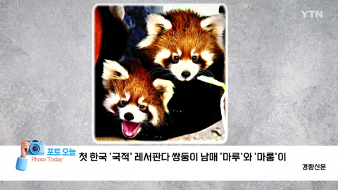 [포토오늘] 첫 한국 '국적' 레서판다 쌍둥이 남매 '마루'와 '마롱'이 