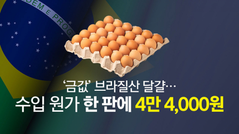 '한 판 4만 4천원' 브라질산 달걀…배보다 더 커진 배꼽 [앵커리포트]