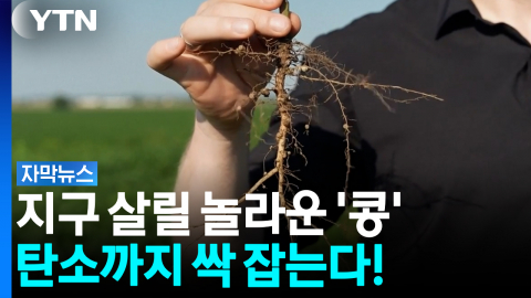 '저는 좀 다릅니다'... 가뭄에도 죽지 않는 '콩' 개발 [자막뉴스]  