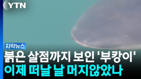 지느러미에 붉은 살점...'부캉이'에게 무슨 일이? [자막뉴스]