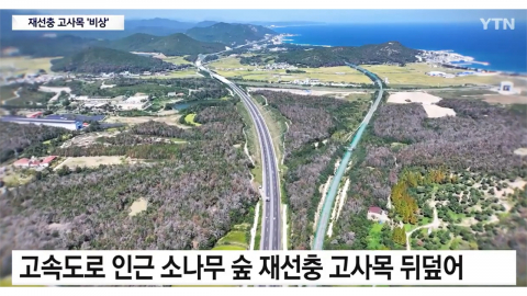 소나무 재선충 확산에도 방제 예산 제자리...감염목 66만 그루 방치