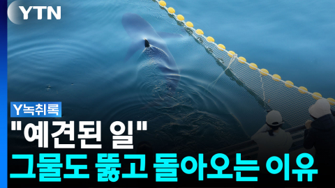 "예견된 일"...부캉이, 그물까지 뚫고 돌아오는 이유 [Y녹취록]