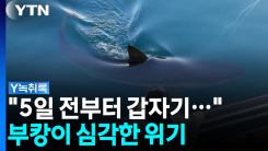 '2주 시한부설' 나오는데...현재 부캉이 상태는? [Y녹취록]