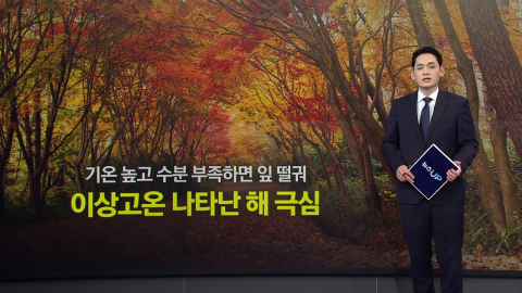 물들지도 않고 잎 떨어지는 '조기낙엽'...기후변화 예상에도 변수 [앵커리포트]