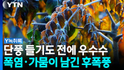 단풍 들기도 전에 우수수...폭염·가뭄에 나무도 신음 [Y녹취록]