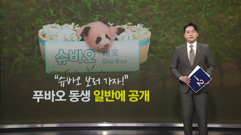 "슈바오 보러 가자!" 푸바오 동생, 드디어 일반에 공개 [앵커리포트]