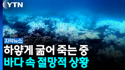 '열 스트레스' 재앙...충격적 보고서 나왔다 [자막뉴스] 