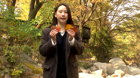 단풍 절정인데 벌써 낙엽?…곱게 물들기도 전에 \'툭\'