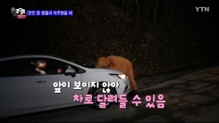 운전하다 동물과 마주쳤을 때 대처법