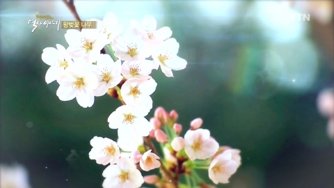 일본 벚꽃의 기원은 한국의 '왕벚꽃' 