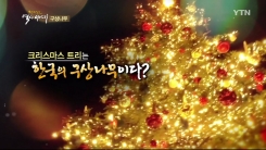 '크리스마스트리'가 한국의 토종 나무?
