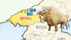'벽창(碧昌)호' 소와 상관이 있다?