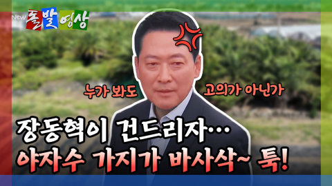 돌발영상] 장동혁이 건드리자… 야자수 가지가 바사삭~ 툭!