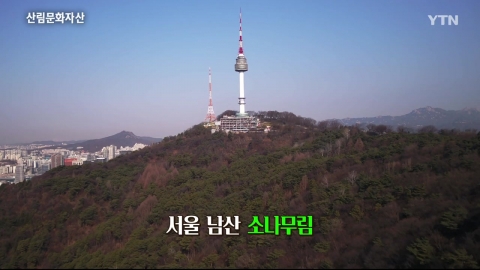 산림문화자산 1편 - 서울 남산 소나무림 
