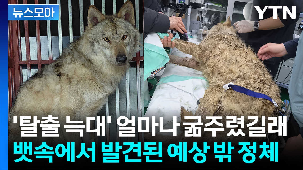 [뉴스모아] 집 나간 '늑구'의 고생…배 안에서 발견된 건