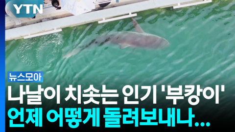 국민 상어 등극한 '부캉이', 명예홍보대사 자리도? 집에는 언제...[뉴스모아]