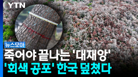 '비극의 숲' 되어버린 한국…"전부 잘라내야 산다" [뉴스모아]