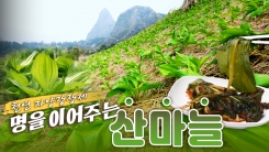 산이 주는 보물, 우리 임산물 숲푸드 – 2편 산마늘