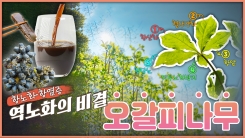 산이 주는 보물, 우리 임산물 숲푸드 – 4편 오갈피나무