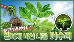 산이 주는 보물, 우리 임산물 숲푸드 – 5편 어수리