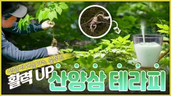 산이 주는 보물, 우리 임산물 숲푸드 - 7편 산양삼