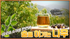 산이 주는 보물, 우리 임산물 숲푸드 – 8편 헛개나무
