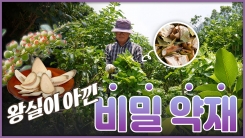 산이 주는 보물, 우리 임산물 숲푸드 – 9편 황칠나무