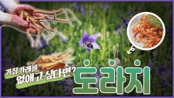 산이 주는 보물 우리 임산물 숲푸드 – 11편 도라지