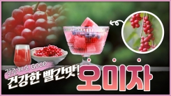 산이 주는 보물, 우리 임산물 숲푸드 – 12편 오미자