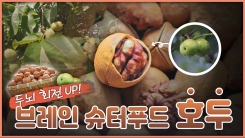 산이 주는 보물, 우리 임산물 숲푸드 – 13편 호두