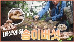 산이 주는 보물 우리 임산물 숲푸드 – 14편 송이버섯