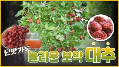 산이 주는 보물, 우리 임산물 숲푸드 – 15편 대추