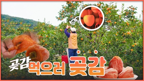 산이 주는 보물, 우리 임산물 숲푸드 – 16편 곶감